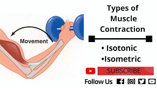 Types of Muscle Contraction  Isotonic contraction  Isometric Contraction [upl. by Ah12]