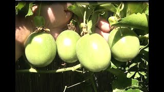 Passiflora edulis  now successful [upl. by Rhys64]