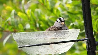 735 White Crowned Sparrow [upl. by Somerville]