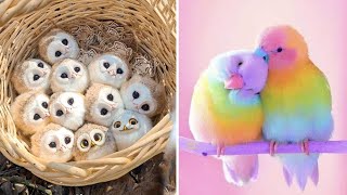 Smart And Funny Parrots Parrot Talking Videos Compilation 2023  Cute Birds 44 [upl. by Esra]