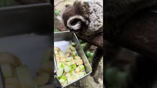 Some of the cutest amp smallest monkeys comparing food Common marmosets [upl. by Giffy]