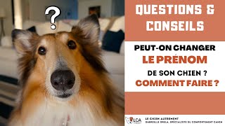 Peuton changer le prénom de son chien  Comment faire [upl. by Henriques765]