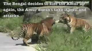 Siberian tiger vs Bengal tiger  Fighting techniques [upl. by Rachel208]