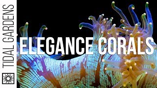 Elegance Coral Care Tips [upl. by Joye225]