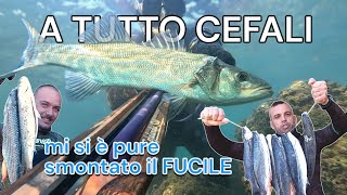 A pesca di Cefali Spigola e Serra ho rotto le pulegge del fucile [upl. by Herriott]