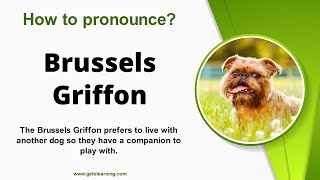 How to pronounce Brussels Griffon Correctly in English [upl. by Arfihs175]