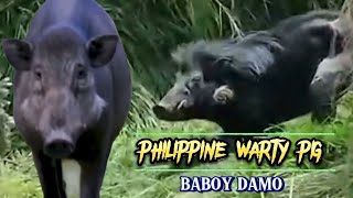 PHILIPPINE WARTY PIG  SUS PHILIPPENSIS  BABOY DAMO [upl. by Obellia]