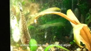 Best Algae Eater Fish for Tropical Aquariums  Hillstream Loach Borneo Suckers [upl. by Nnyllaf]