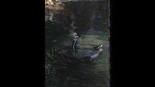 Barheaded goose honk [upl. by Margaret]