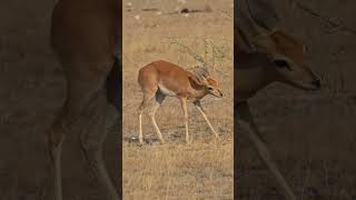 Steenbok in Etosha National Park [upl. by Loree]