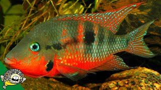 THE FISH HOUSE THE KING OF CENTRAL AMERICAN CICHLIDS [upl. by Youngman869]