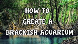 HOW TO SETUP A BRACKISH AQUARIUM STEP BY STEP [upl. by Nod339]