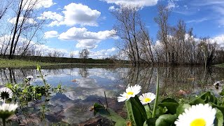 ARIANO nel POLESINE   il GRANDE fIUME in PIENA   DELTA DEL PO [upl. by Irotal]