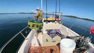 Shrimping the South Sound for coon stripe and side stripe shrimp [upl. by Nimajaneb84]