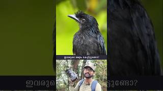 കാട് മുഴങ്ങുന്ന ശബ്ദം  Greater Rackettailed Drongo  Kerala  shorts [upl. by Aydiv240]