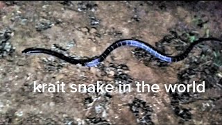 krait snake in the world [upl. by Starr927]