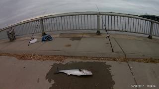 Bluefish fishing far rockaway ny 2017 [upl. by Eirol]