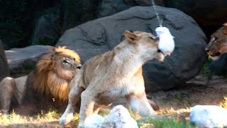 Lions Jump for Zip Line Treats [upl. by Madson188]