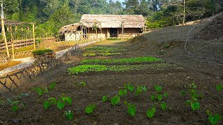 FULL VIDEO150 Days Farm Renovation amp Building Process Free Growing  Harvesting [upl. by Pyne]