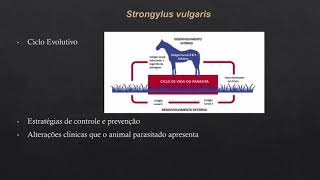 Jennifer Araújo dos Santos  Parasitologia veterinária  MedVet03  strongylus vulgaris [upl. by Teriann]