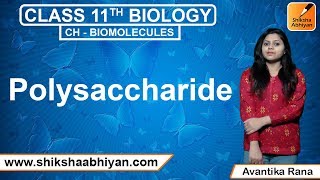 Polysaccharide  Biomolecules  CBSE Class 11 Biology [upl. by Avehs]