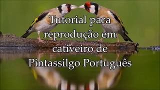 Tutorial para reprodução em cativeiro de Pintassilgo Português Para o Youtube [upl. by Eira]