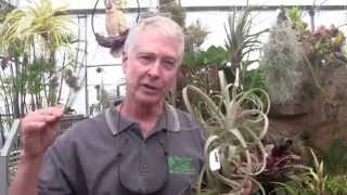 Paul Isley  Rainforest Flora  Tillandsia Hybrids 2 [upl. by Galvin108]