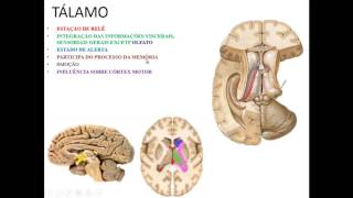 VÍDEO AULA DE TÁLAMO NÚCLEOS E CONEXÕES DIENCÉFALO PARTE 1  TÁLAMO E SUAS CONEXÕES [upl. by Ayahsey515]