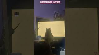 Decoy monitor for the kitty this week seems to be working Remember to vote [upl. by Asemaj946]