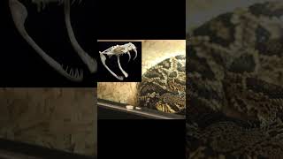 Eastern Diamondback Rattlesnake Overview Pt 3 [upl. by Eleets]