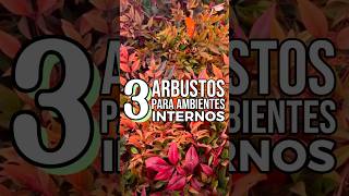 3 IDEIAS DE ARBUSTOS PARA CULTIVAR EM AMBIENTES INTERNOS  Plantas em vaso tipo árvorezinhas 🌳 [upl. by Gonzales627]