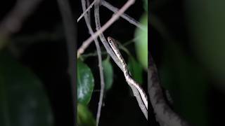 Common Bronzeback Tree Snake Baby ❤️🐍 [upl. by Nuoras]