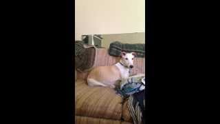 Whippet Reverse Sneezing [upl. by Justen]