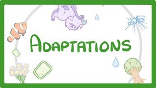 GCSE Biology  Adaptations 79 [upl. by Ahsata]