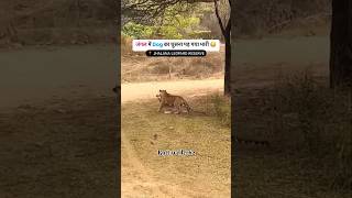 Tiger attack dog 🐕 viral viralvideo love youtube youtubeshorts trending new [upl. by Aneleh]