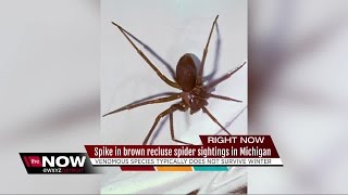 Spike in Brown Recluse Spider sightings in Michigan [upl. by Latrell]