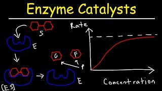 Enzymes  Catalysts [upl. by Ihsakat]