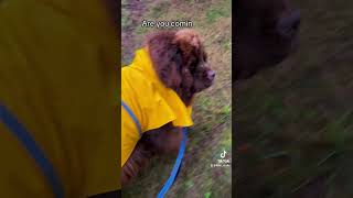 Rootie walking in the rain cutedog musictravellove trickdog domorewithyourdog [upl. by Swirsky507]