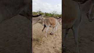 donkeys viralshorts janwar animals subscribe [upl. by Lamphere]