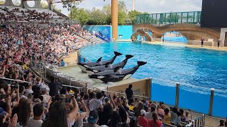 Orca Encounter Full Show  SeaWorld Orlando 10282024 [upl. by Lenhart823]