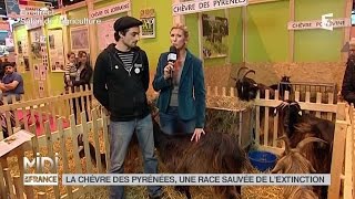 ANIMAUX  La chèvre des Pyrénées une race sauvée de lextinction [upl. by Jeffers]