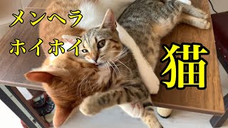 56 メンヘラホイホイな猫のたぬき君。 [upl. by Adnuhser311]