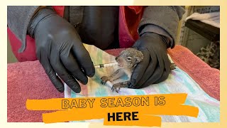 A Day In The Life Of A Wildlife Rehabilitator [upl. by Akeylah]