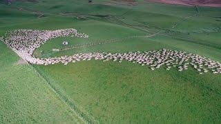 Mesmerising Mass Sheep Herding [upl. by Yerffoj]