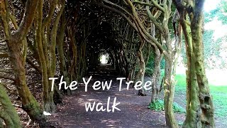 THE YEW WALK Gormanstown castle [upl. by Esirahc]