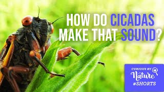 How Do Cicadas Make That Sound  shorts [upl. by Airbmac]