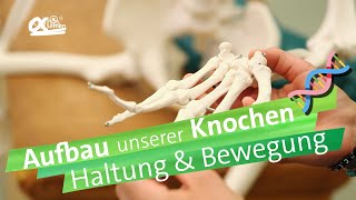 Knochen  Haltung und Bewegung  alpha Lernen erklärt Biologie [upl. by Earl]