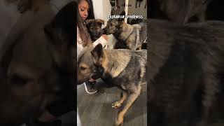 German Shepherds meet puppy brother [upl. by Fernandez]