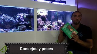 Consejos y peces para Aquaprincipiantes [upl. by Felicle995]