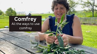 Comfrey How we use this controversial herb on the homestead [upl. by Oesile]